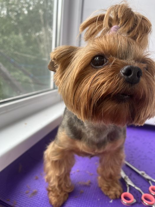 Груминг кошек и собак