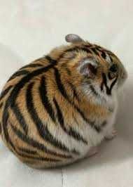 Продаю хомяков срочно