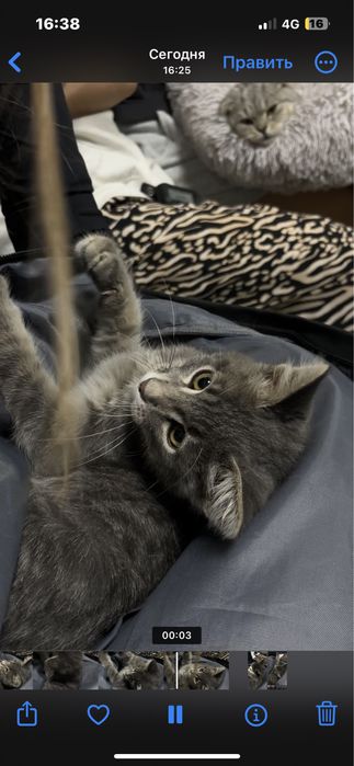 Котенок миленький