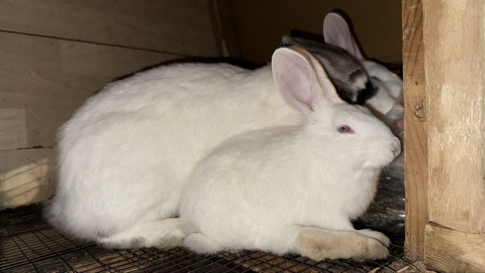 Quyon kota-kichkinalari bor