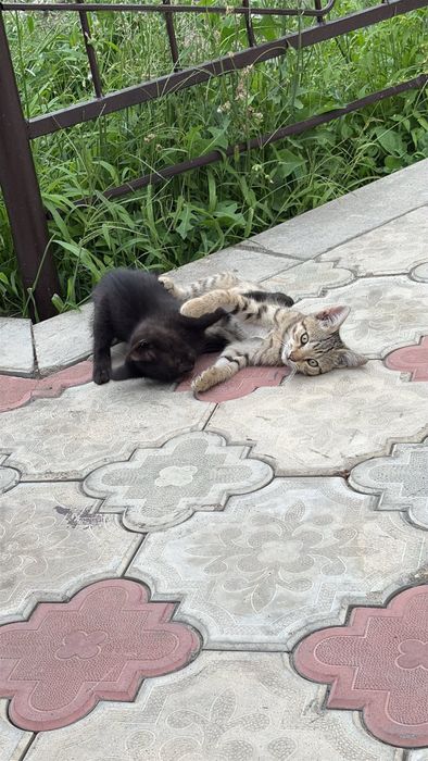 Отдам котят в хорошие руки
