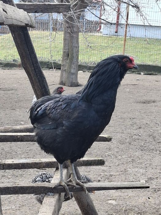 Cocos  araucana tânăr