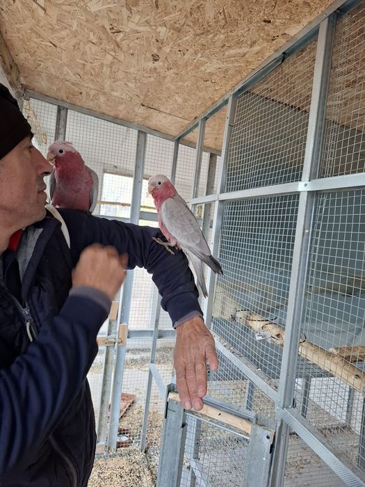 Vând  Amazon pereche  și roza kakadu  blânzi