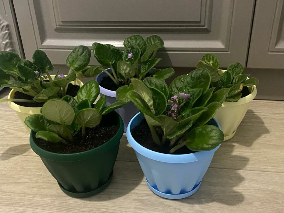 Продам комнатные цветы