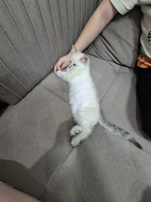 Продаю котенка сиамский