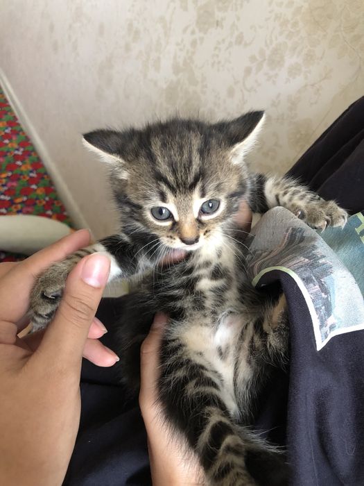 Котята в добрые руки