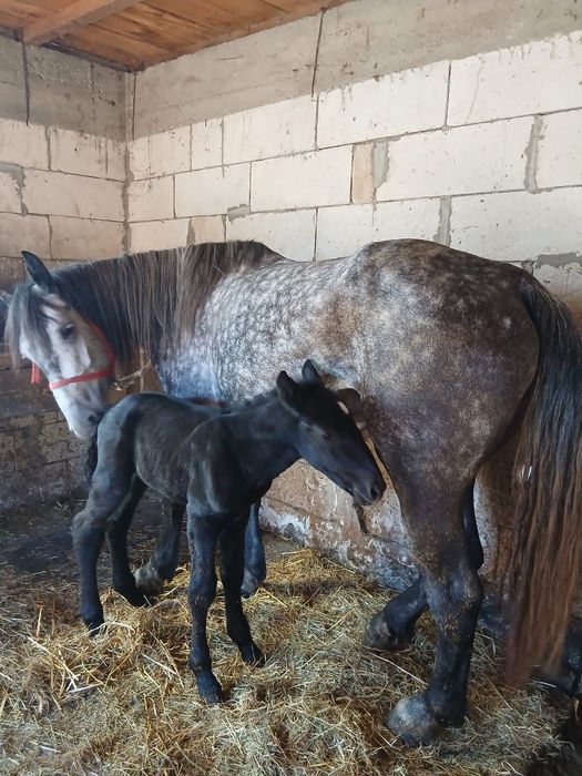 De vânzare Iapă cu mânz
