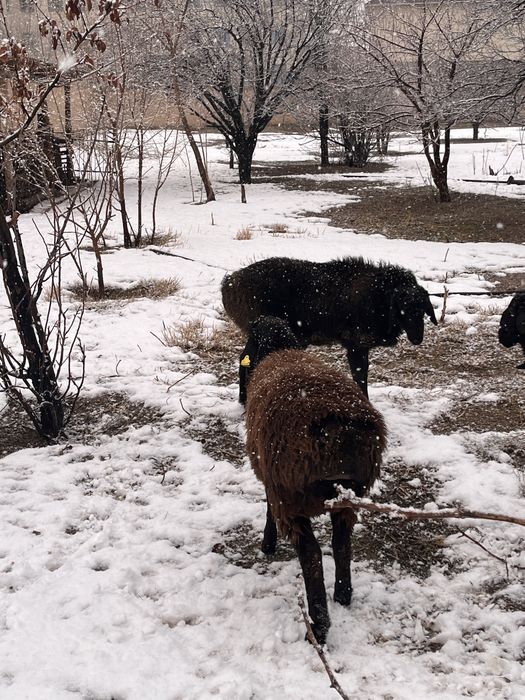 Қошқар сатылады бордақы