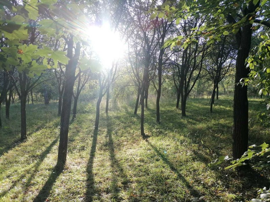 Gradina de vanzare