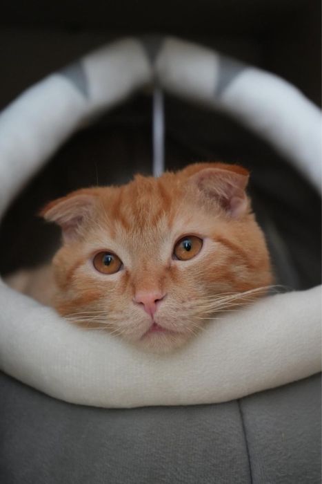 Рыжий шотландский вислоухий кот ищет себе невесту