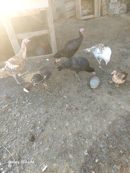 Срочна продам домашных индюков