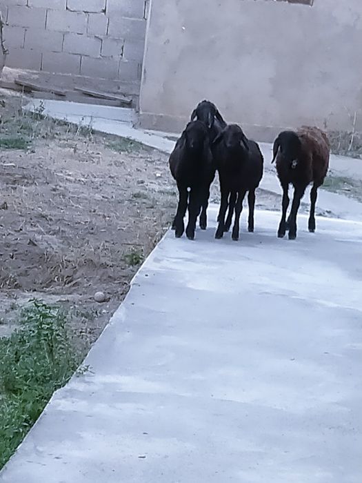 Қой сатылады төрт бас