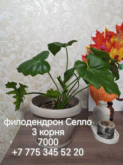Продаются разные комнатные цветы