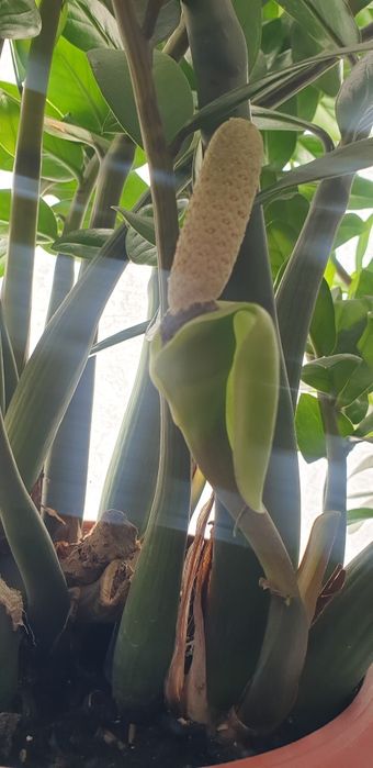 Долларовое дерево, Замиокулькас