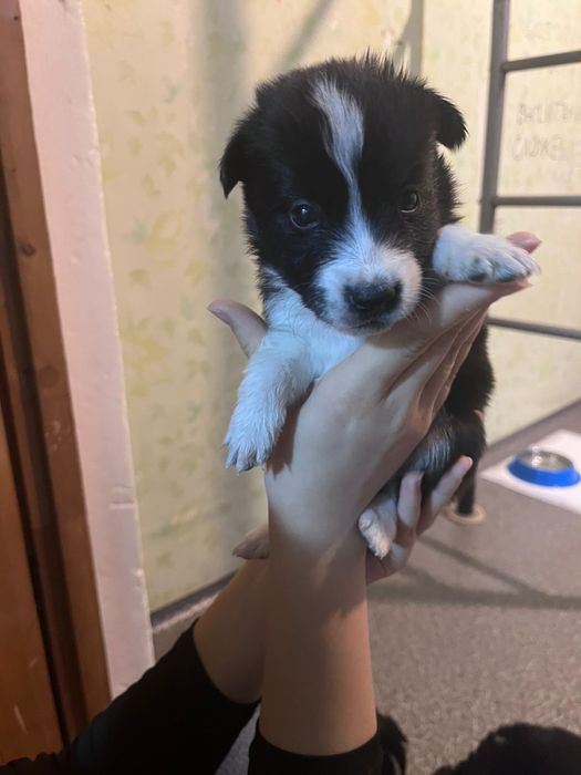 Щенята крутые типо