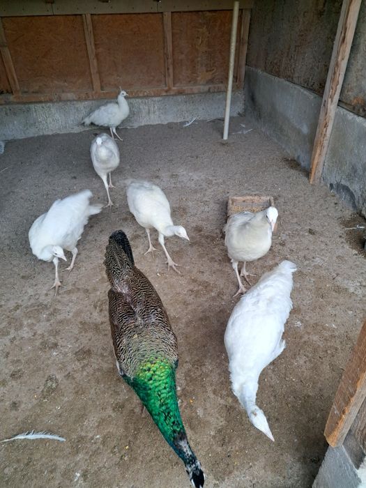 Pauni 2025 de vanzare