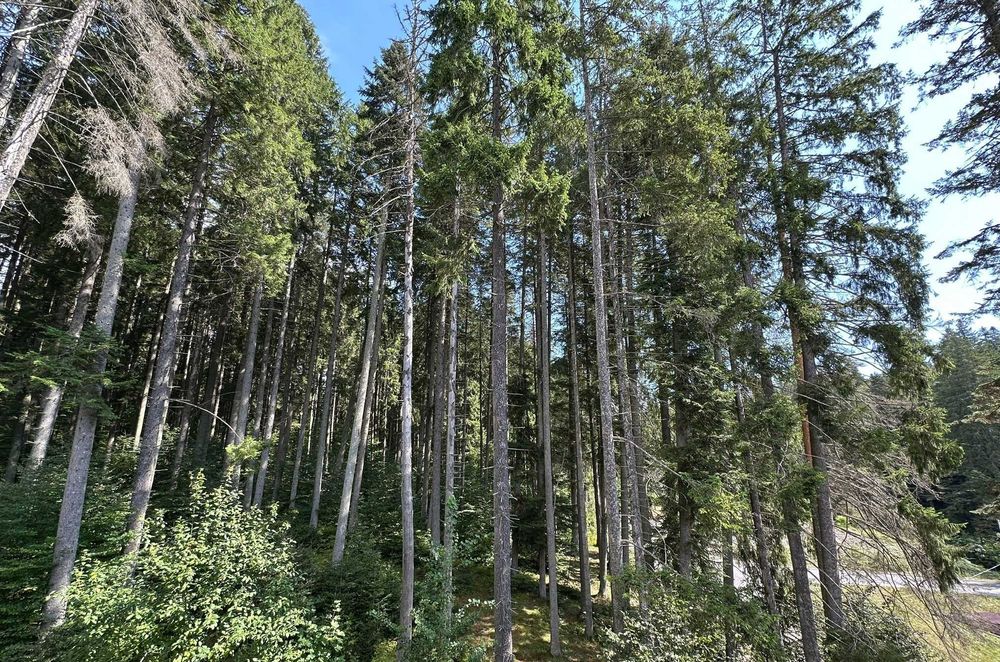 Apartamente de vacanta Predeal partia Clabucet