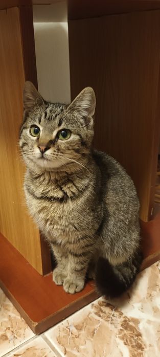 Pui de pisică spre adopție