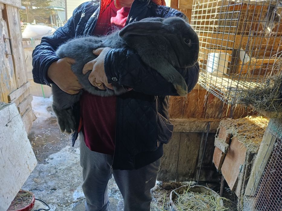 Продается крол породы Великан