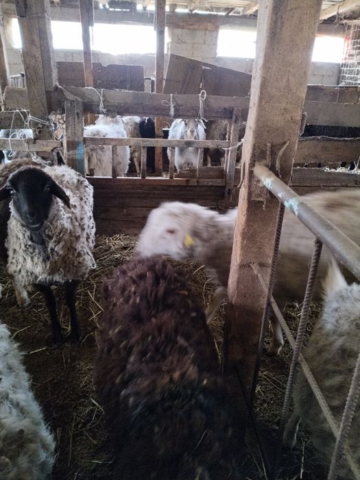 Шаруа токтылар 4 бас оптым