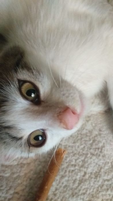 Pisoi spre adoptie