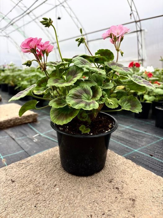 Мушкато за балкон, градина и саксии – свежи и здрави растения