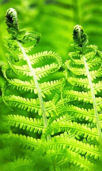 продам папоротник, Таугуль 3