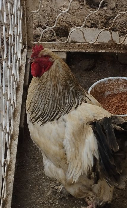 Гигант Брама хурозлар сотилади