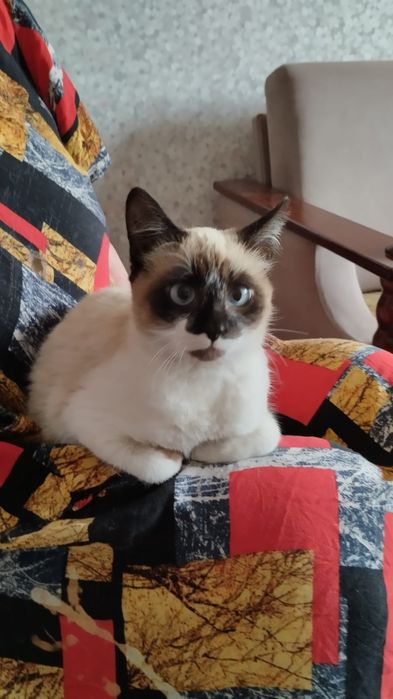 Отдам котят в добрые руки