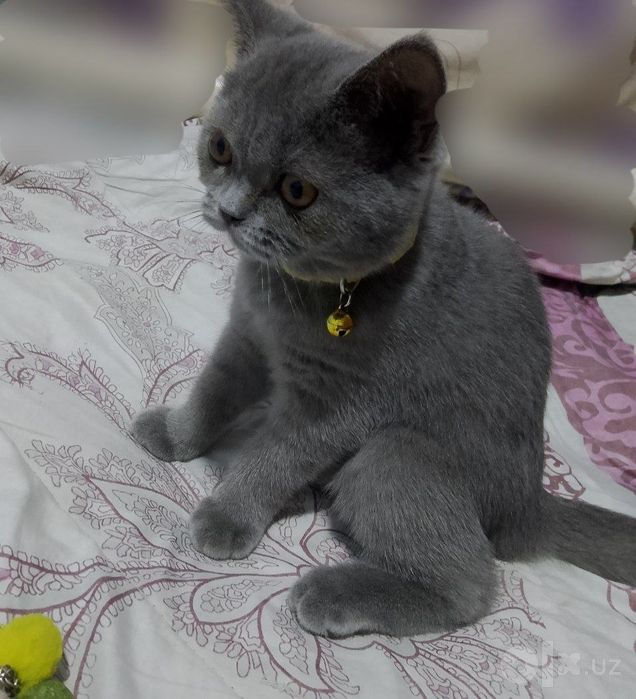 British shorthair