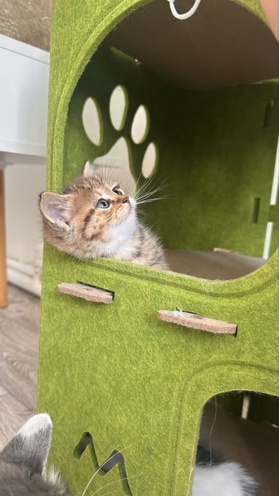 Котятки ищую новый дом