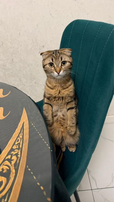 Кошечка Муиза. Находится в Бесагаше.