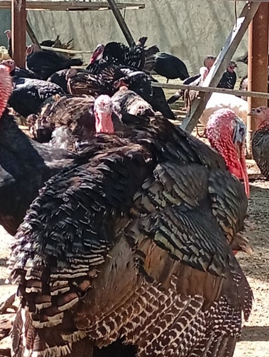 Induk xoʼrozlari sotiladi.Soni cheklangan