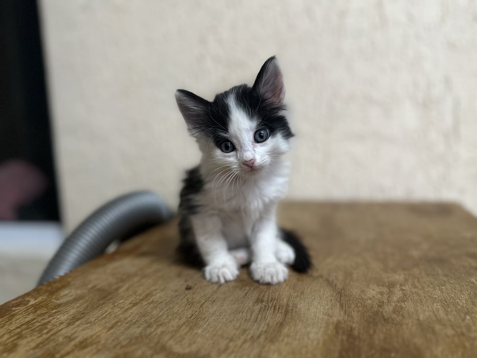 Котенок в добрые руки