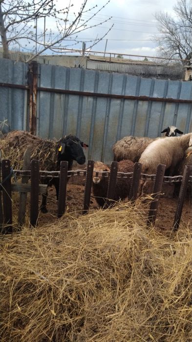 Кой кошаканымен сатылады