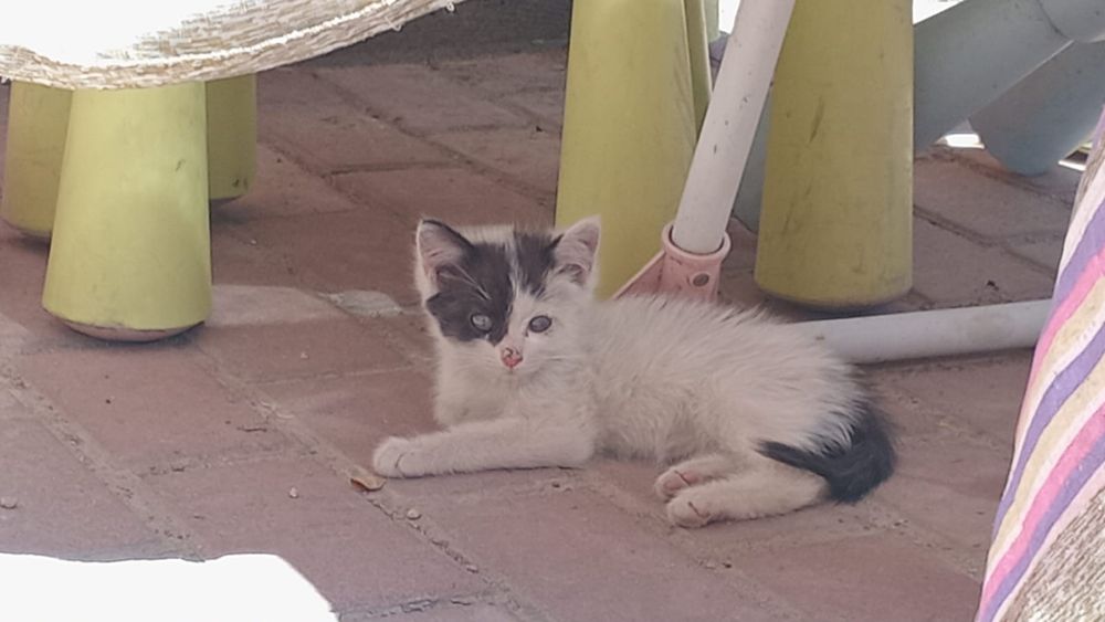 Котёнок «маской супергероя»