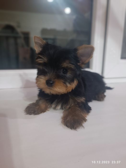 Продам щенков йорка