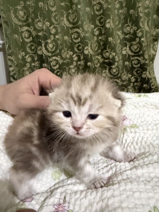 Продам котенок шотланский мальчик