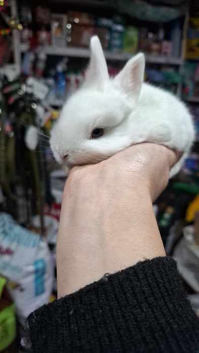 Поступление карликовых кроликов