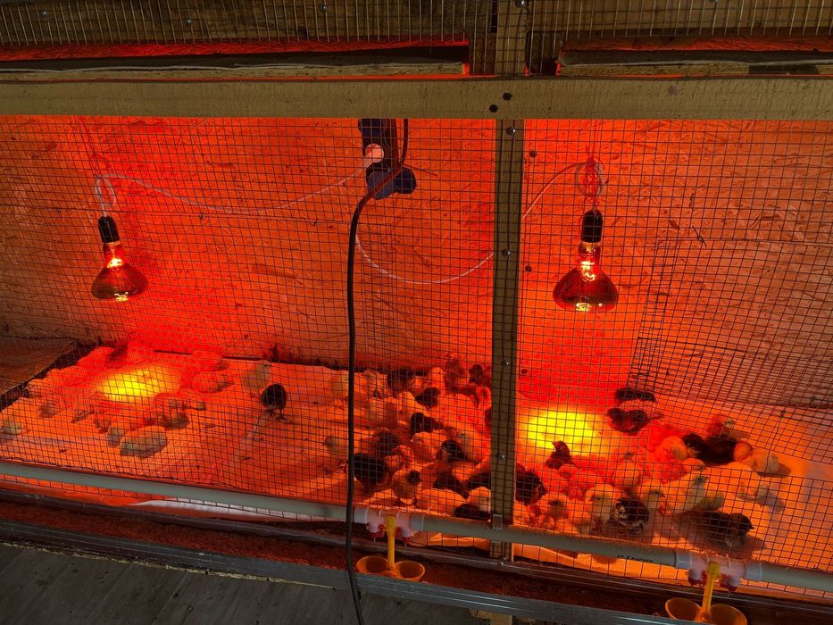 Балапан / Цыплята