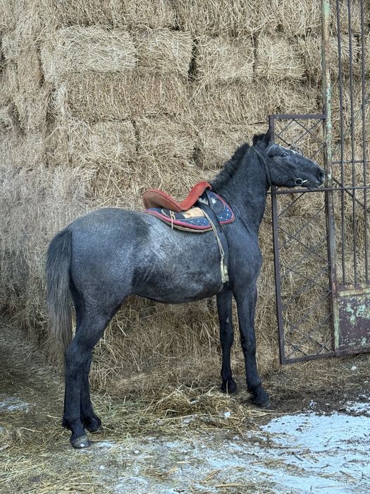 Продам орловца маладого срочно брал для себя