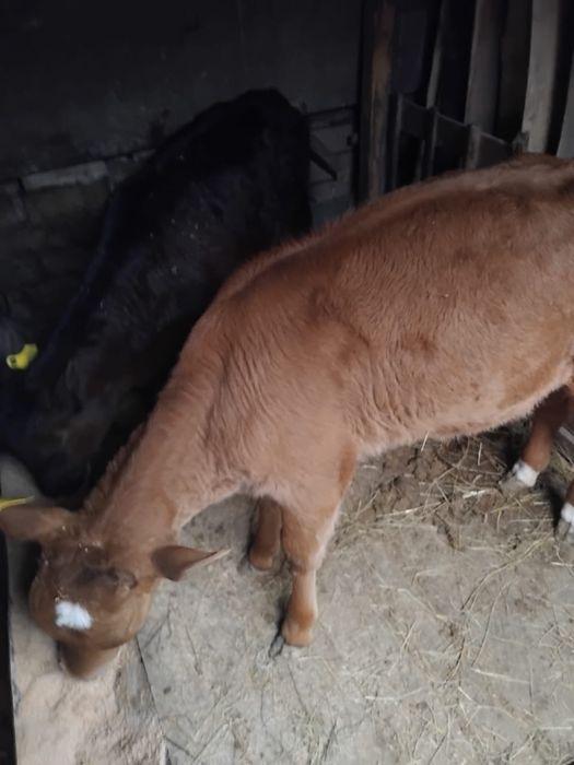 Продам молочных телят