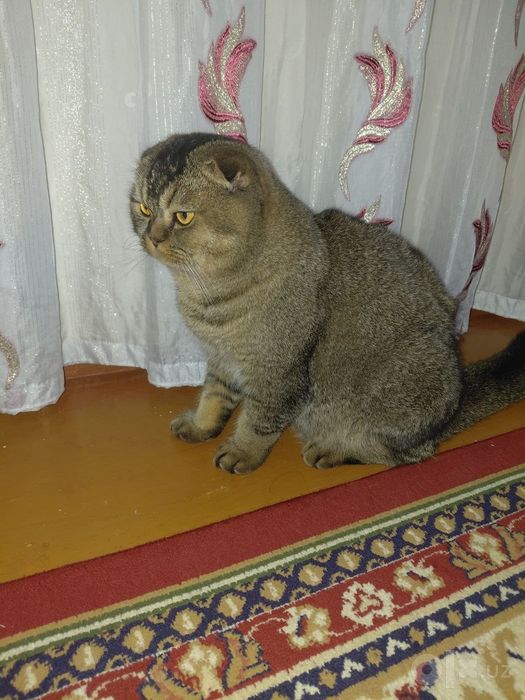 Scottish fold zoti toza  
6 oylik o'g'il bola
Prifkalarini olgan 
Pasp