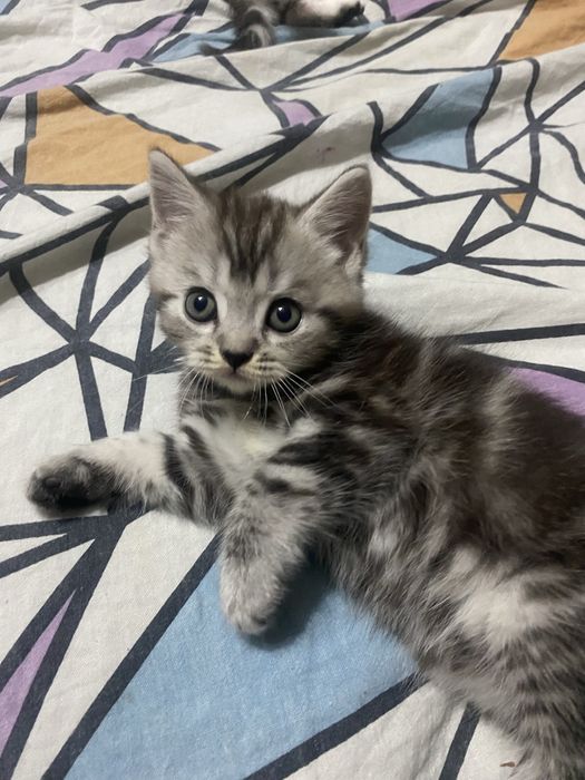 Шотландские скоттиш фолд