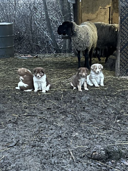 Каракачански овчарки