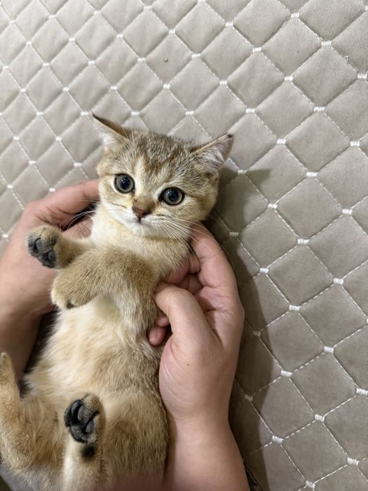 Золатая шиншилла боласи сотилади 2 ярим ойлик