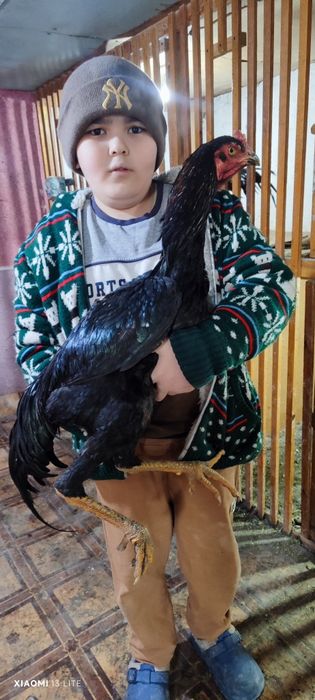 Продаются корейские петухи