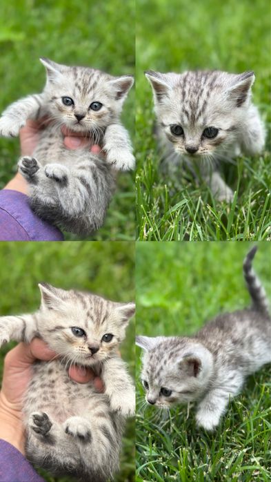 Rus turmush qurgan juftliklar porno