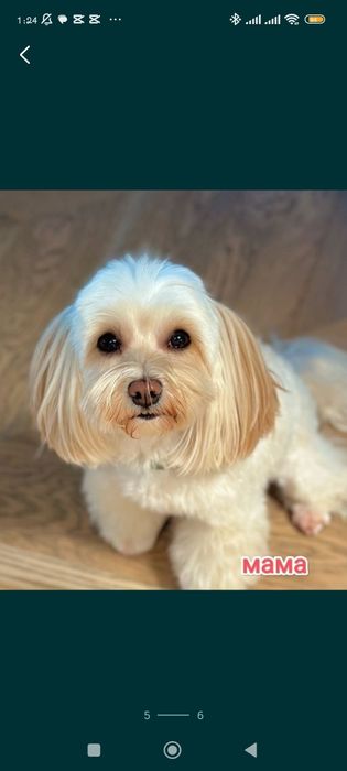 Бронь на щенков мальтипу