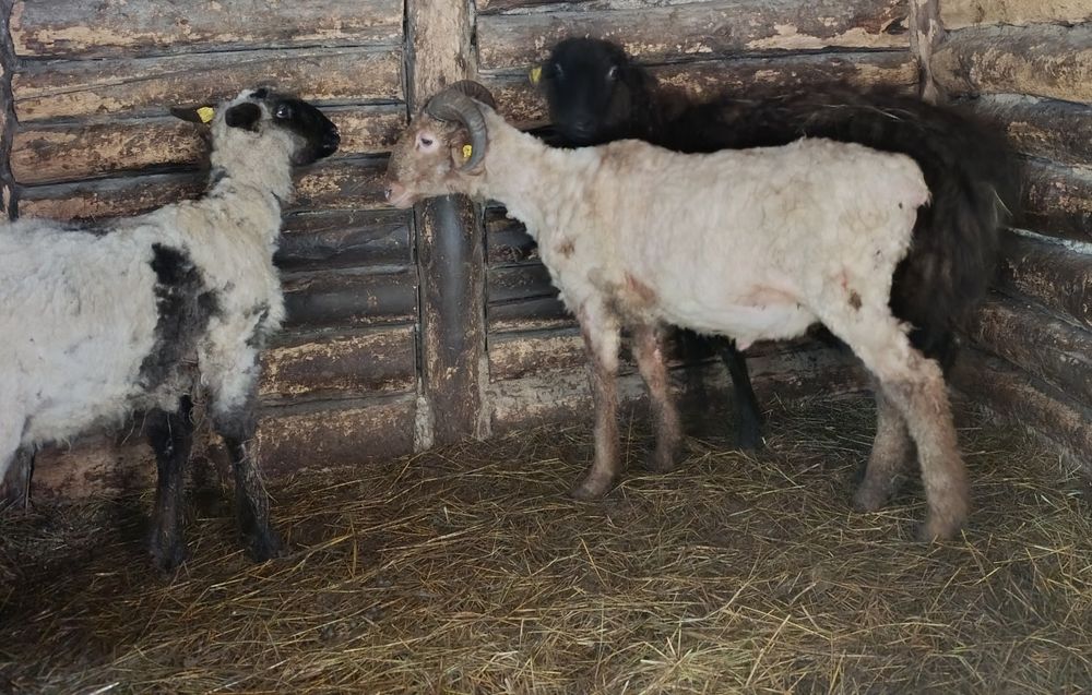 Продам три токты